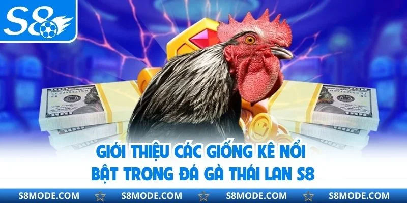 Giới thiệu các giống kê nổi bật trong đá gà Thái Lan S8