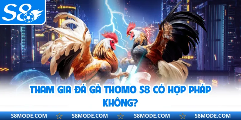 Tham gia đá gà Thomo S8 có hợp pháp không?